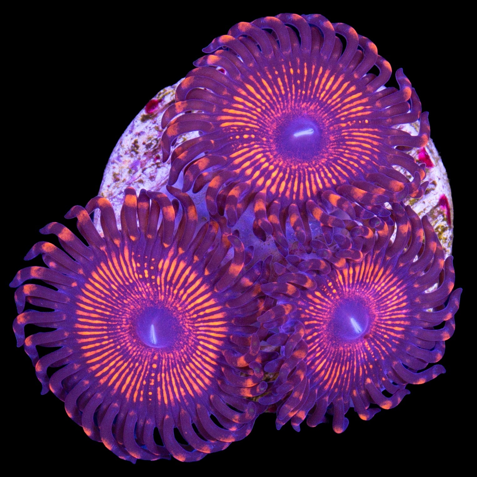 Vivid's Armor of Gods Zoanthids