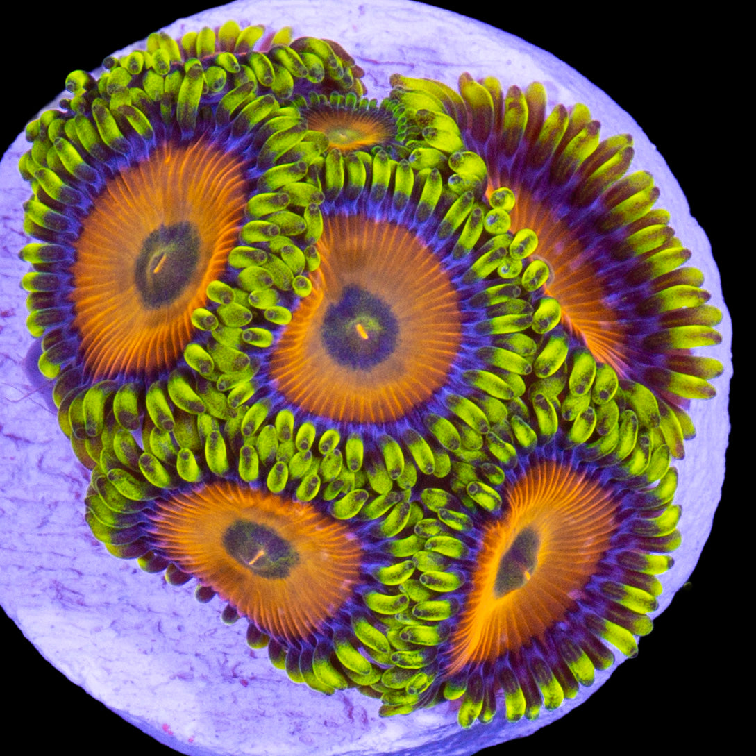 Vivid's Sponge Bob Zoanthids