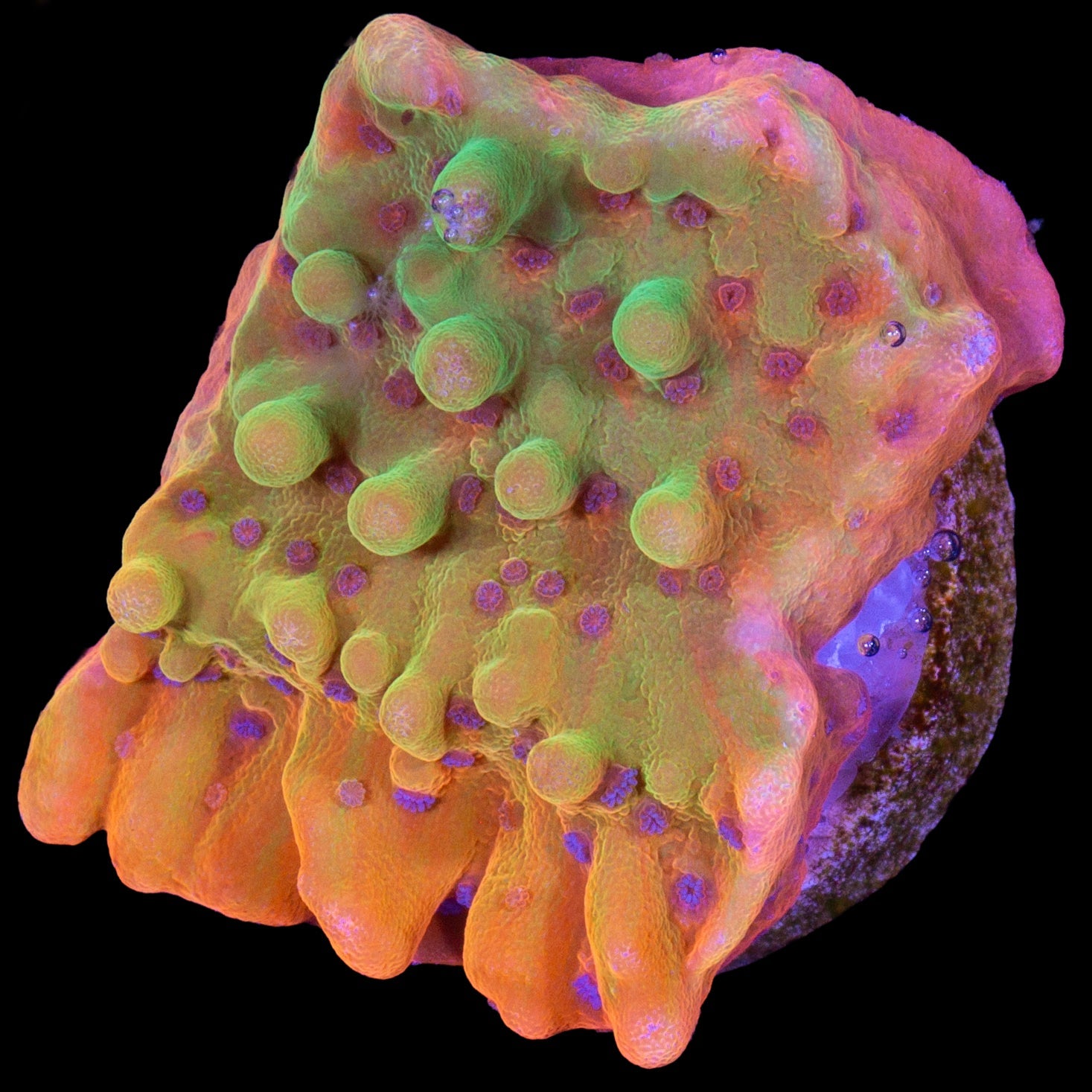 Rising Phoenix Montipora - 800 grown