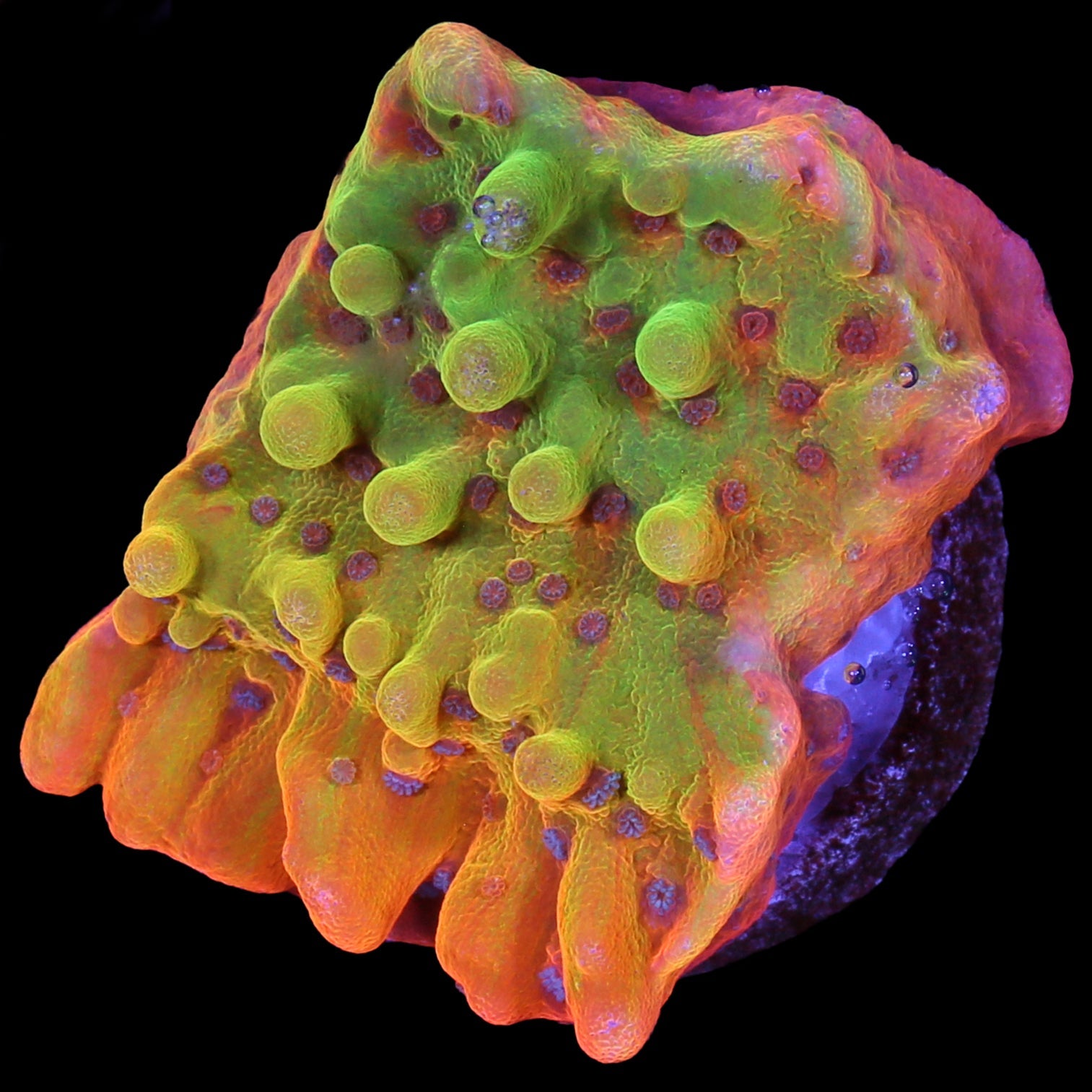 Rising Phoenix Montipora - 800 grown