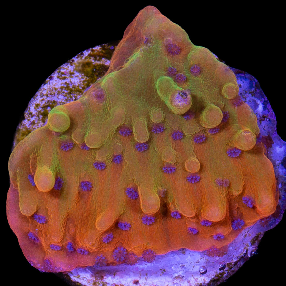 Rising Phoenix Montipora - 800 grown