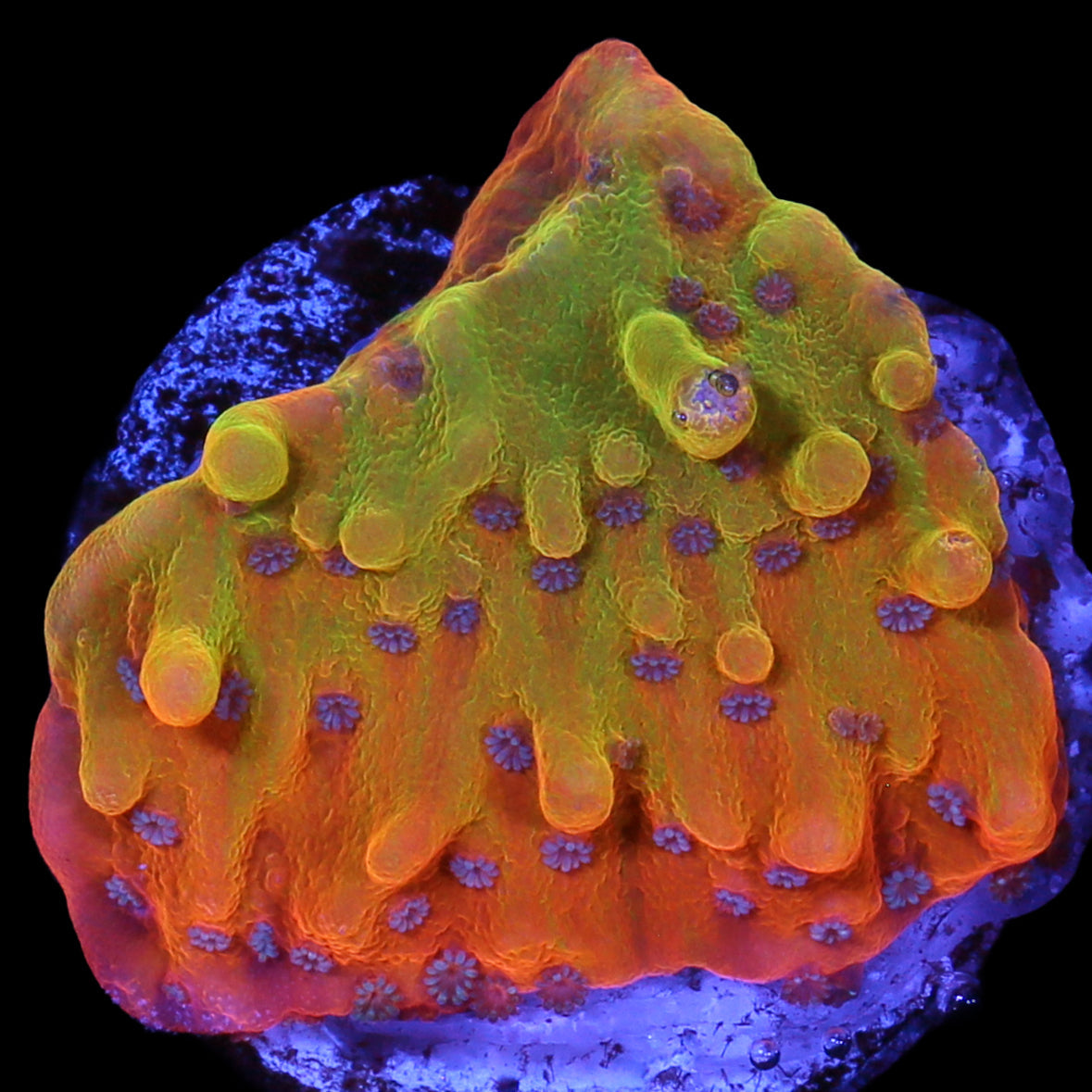 Rising Phoenix Montipora - 800 grown