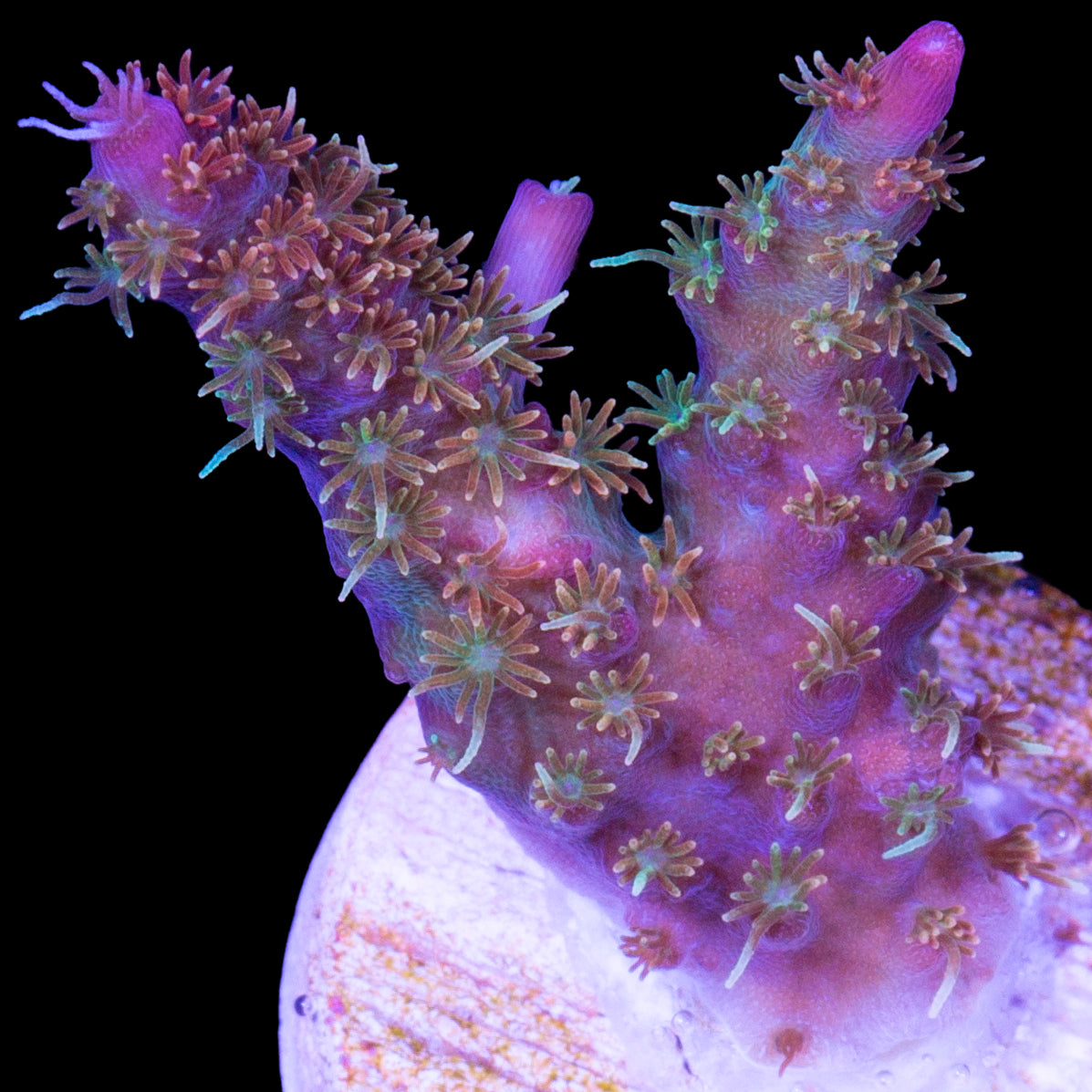 Vivid's Confetti Acropora Coral