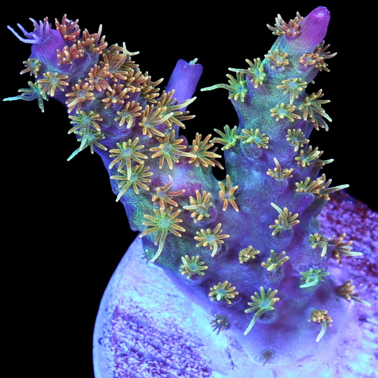 Vivid's Confetti Acropora Coral