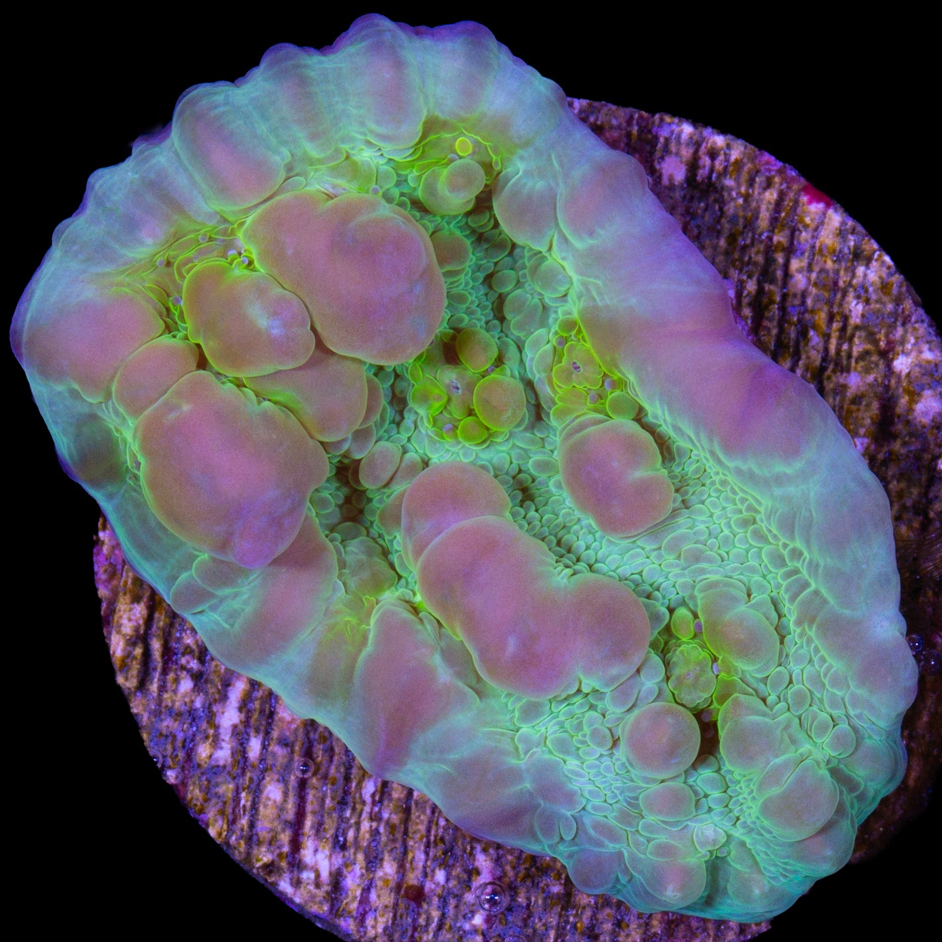 Vivid's Bounce Chalice Coral - 800 grown