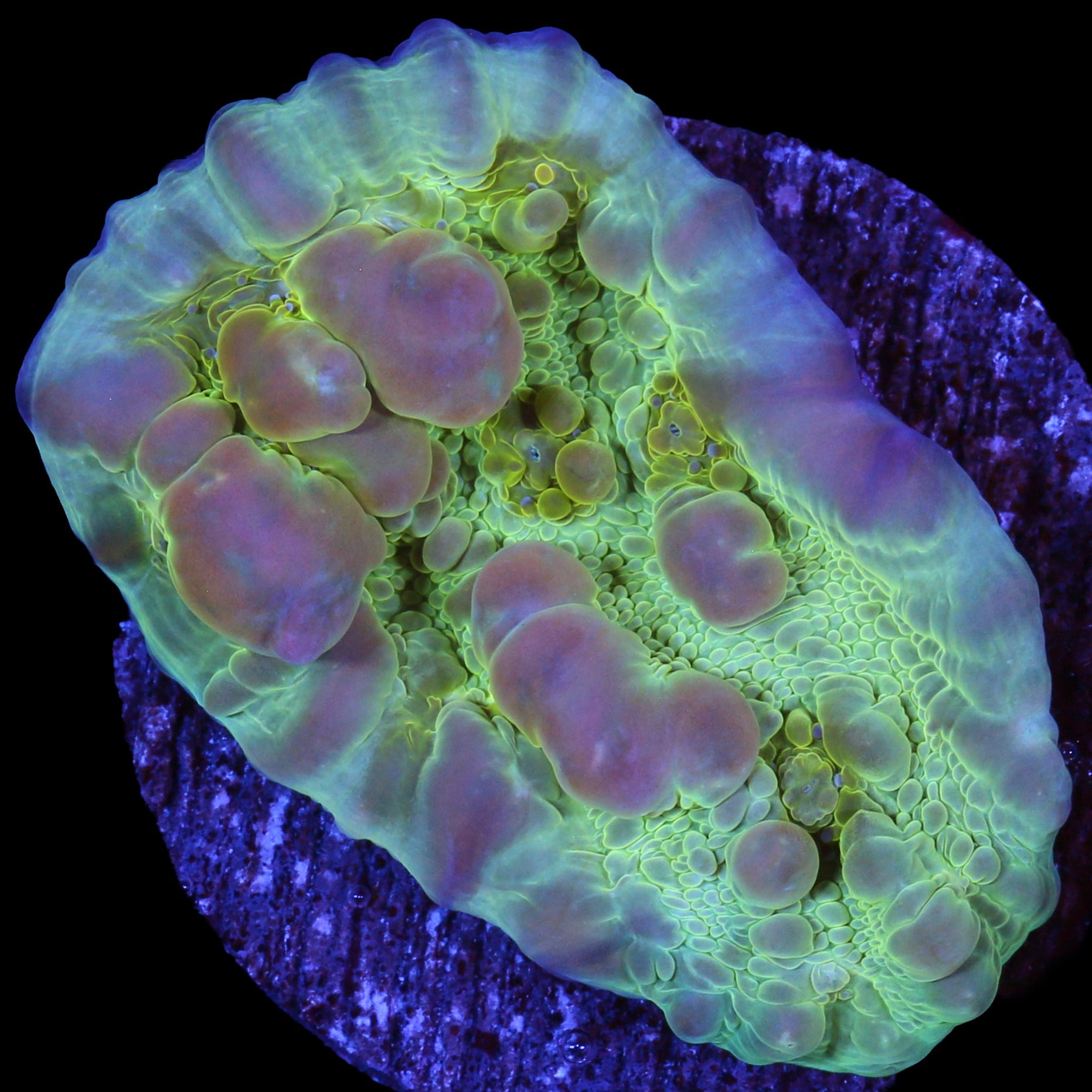 Vivid's Bounce Chalice Coral - 800 grown