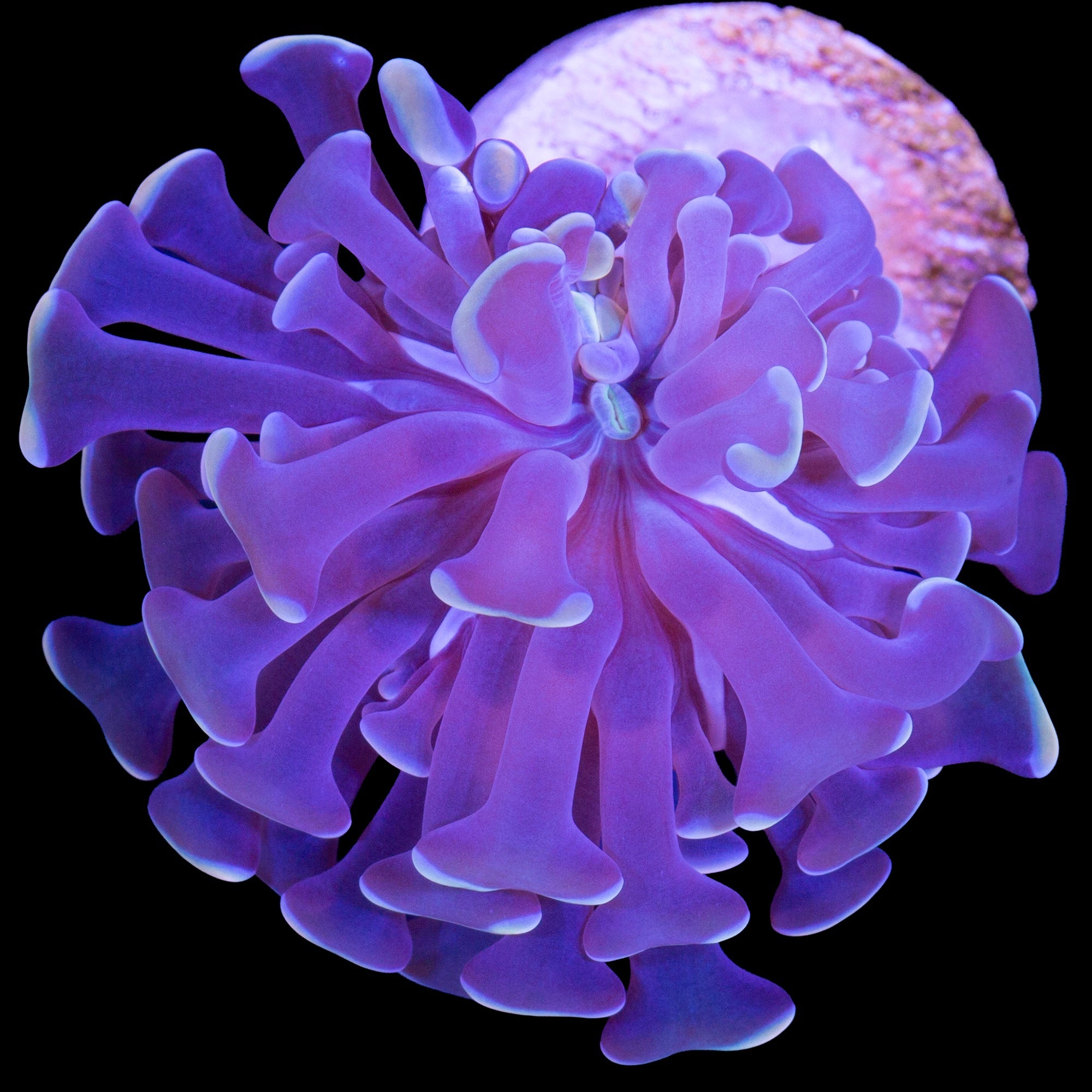 Yellow Tip Branching Hammer Coral