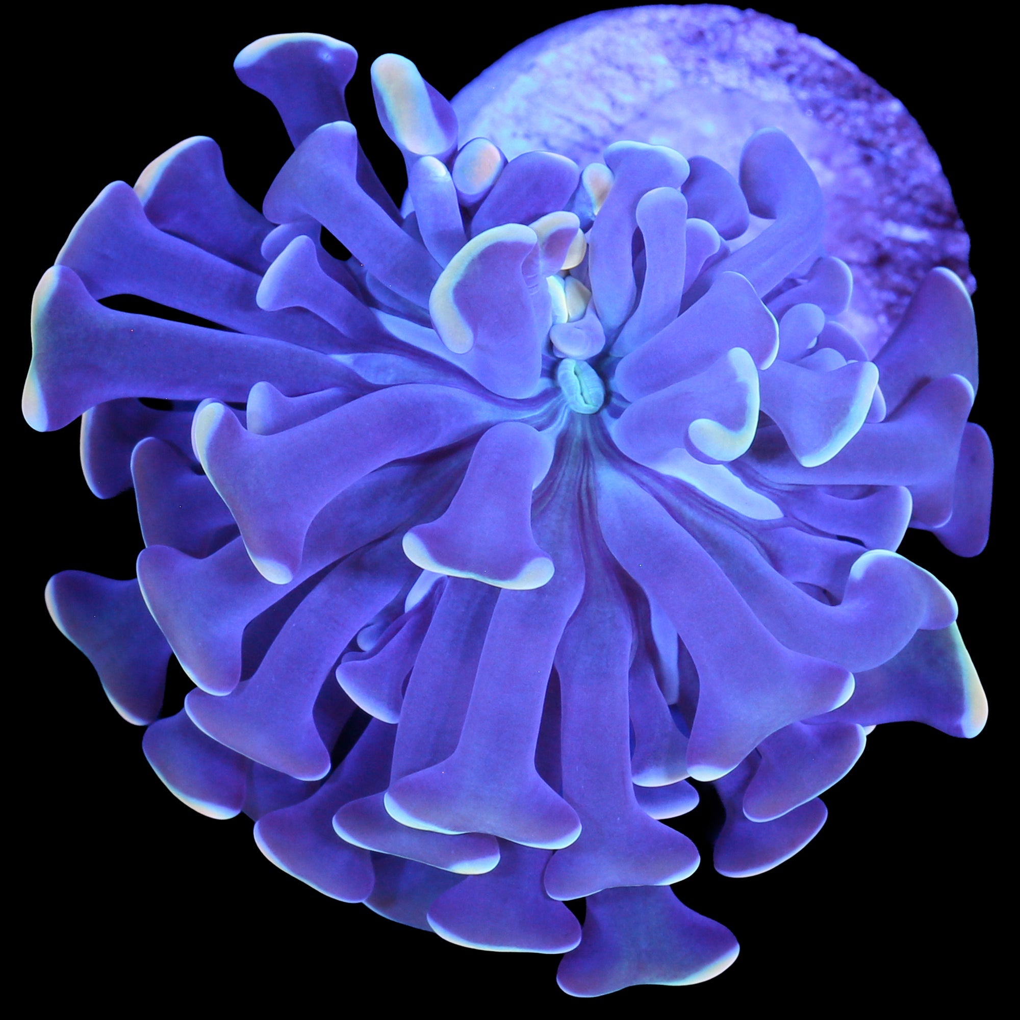 Yellow Tip Branching Hammer Coral